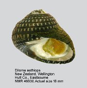 Diloma aethiops